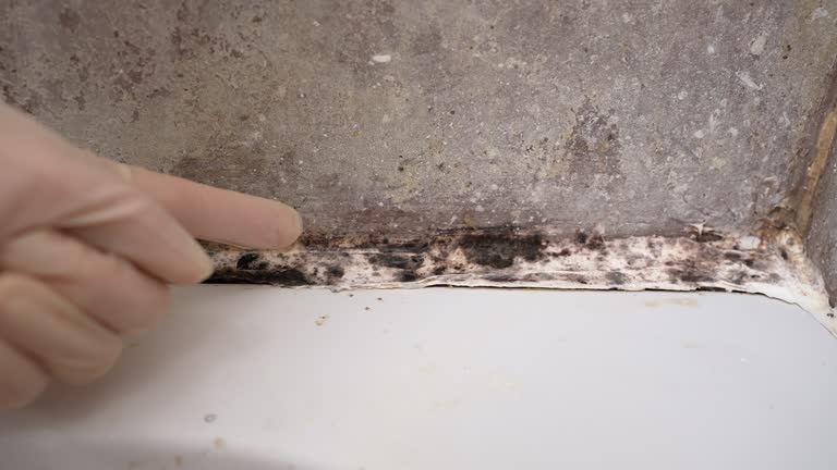 Best Asbestos and Lead Testing During Mold Inspection  in Iowa Falls, IA